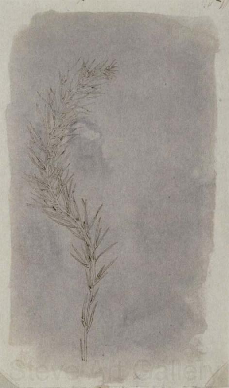Willim Henry Fox Talbot Rosemary Twig Norge oil painting art